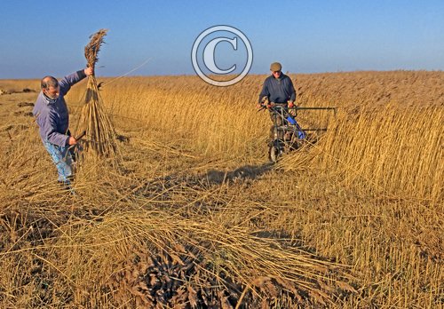 Reed Cutting Norfolk 1396